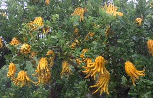 药食同源小知识——佛手 商品图0