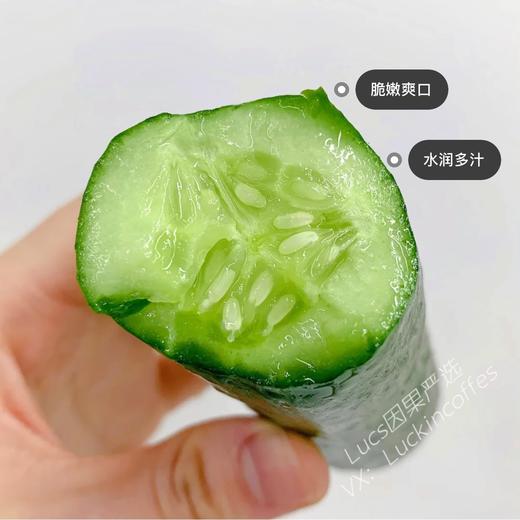 清脆爽口小黄瓜 1根 商品图2