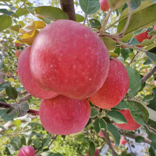 新疆阿克苏糖心苹果8斤 商品图3