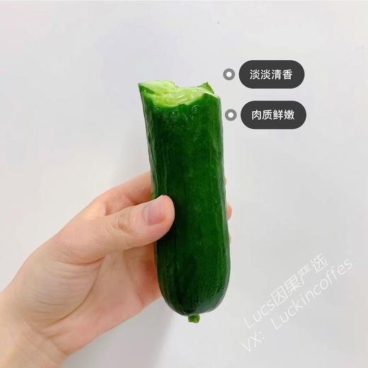 清脆爽口小黄瓜 1根 商品图0