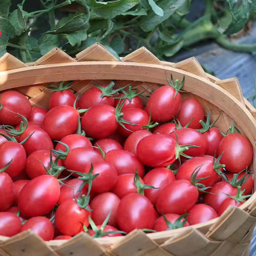 千禧圣女果   4斤装（珍珠棉+彩印礼盒） 商品图0