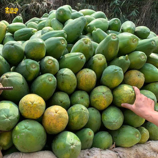 土哆哆云南河口红心木瓜香甜多汁 口感爽滑