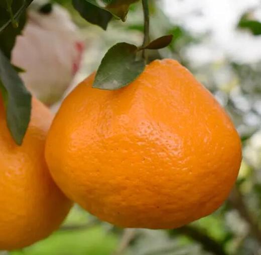 四川彭山春见耙耙柑4kg精品中大果