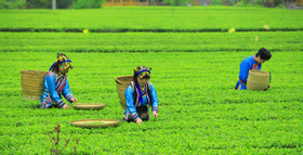  春天，从品一杯恩施玉露茶开始 