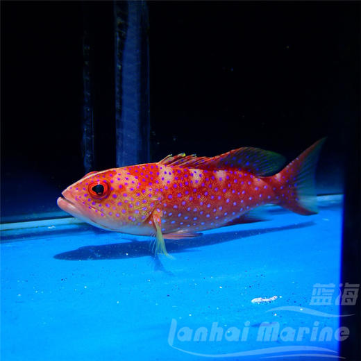 东星斑 商品图5