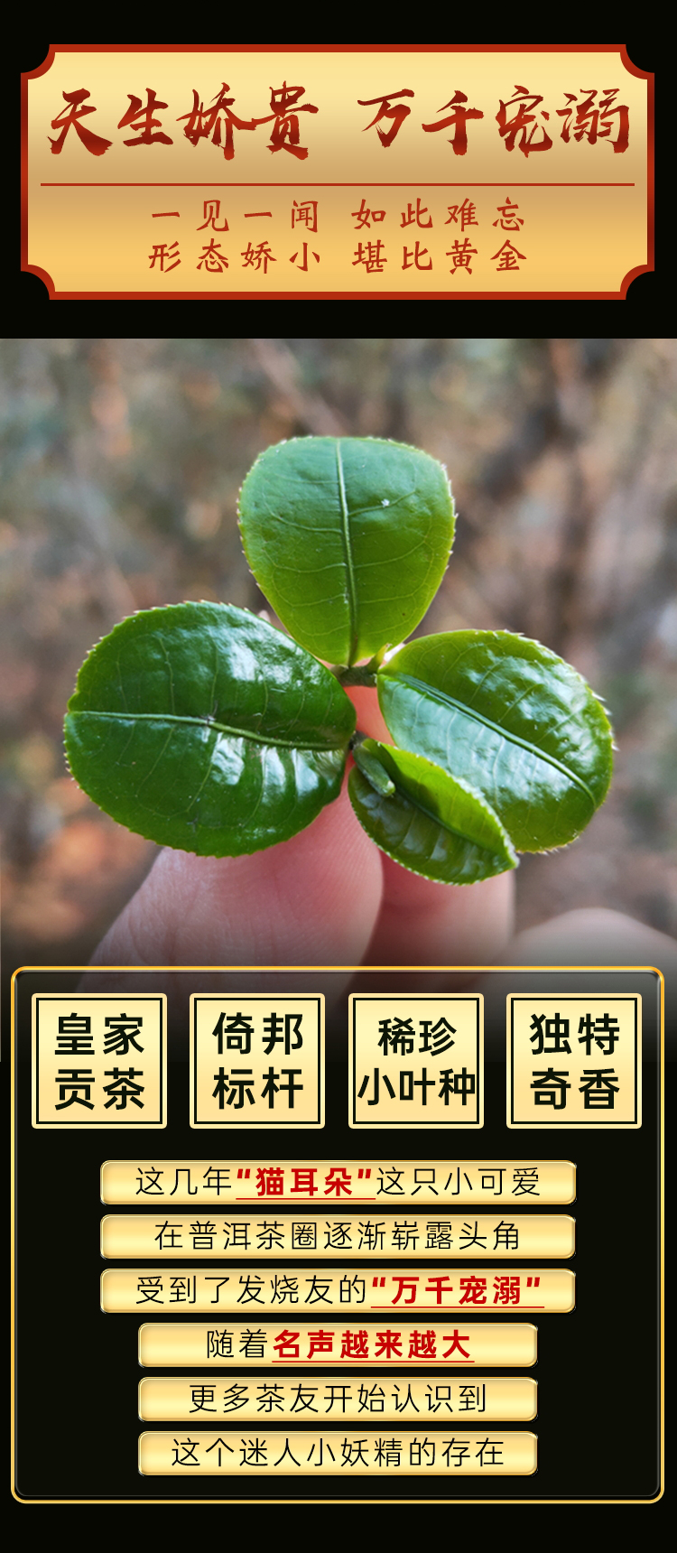 2021春茶猫耳朵普洱茶生茶云南易武茶区500年古树纯料