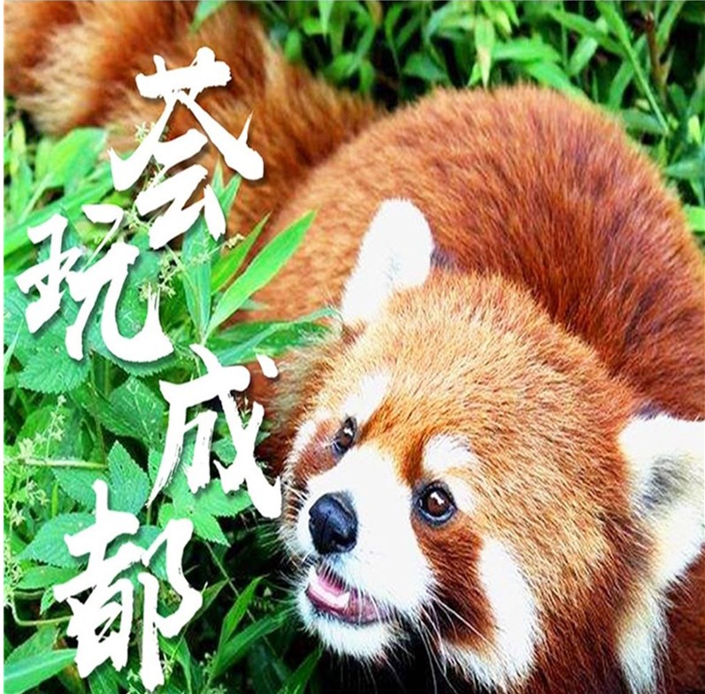 2-6人mini小团成都+熊猫基地都江堰悠闲一日游（三环内接早 赠送都江堰讲解）