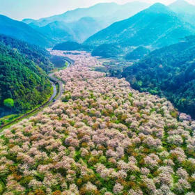 【已成行】周日3.31相约曹娥江畔的最美樱花谷，沐浴十里春风（上海1天活动）