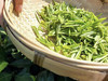明前绿茶｜【保靖黄金茶2号】～海鲜汤，蟹黄香，冰泉甜，祖母绿……说的就是保靖黄金茶2号。春饮绿茶，颐养生机，心旷神怡！这个春天，饮一杯黄金茶2号，感受春天无限曼妙时光！2000元/包/250g 商品缩略图2