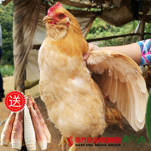 【珠三角包邮】（送刚晓雷笋约500g）官山胡子鸡 2.5斤±5两/ 只（3月6日到货） 商品图0