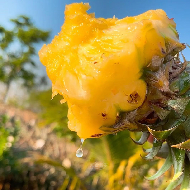 树上熟·海南金钻凤梨·180天的自然成熟 黄金酸甜比 