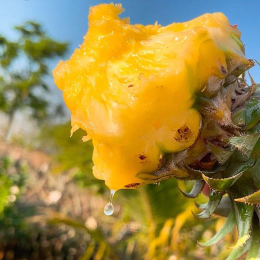 树上熟·海南金钻凤梨·180天的自然成熟 黄金酸甜比  商品图0