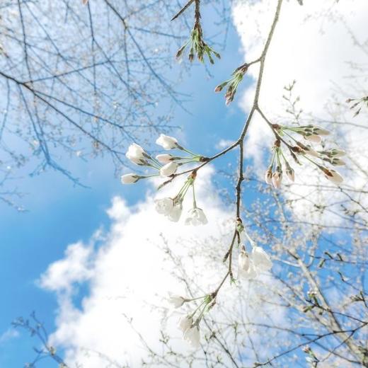 【已成行】周日3.31相约曹娥江畔的超美樱花谷，沐浴十里春风（上海1天活动） 商品图1