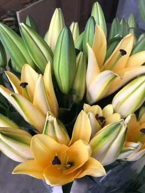 昆明直发2人团金砖黄色香水百合京东空运顺丰空运全国大部分地区包邮