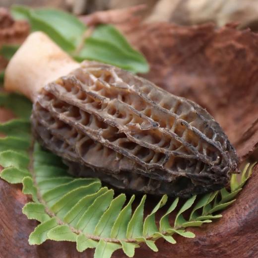 新鲜头茬羊肚菌 | 赠菜谱+礼袋！来自云南高海拔的馈赠 个大肉厚 菌香四溢 每一朵都是精选 现采现发 商品图5