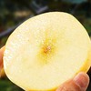 维纳斯黄金苹果 （非奶油富士）4- 4.5斤 商品缩略图3