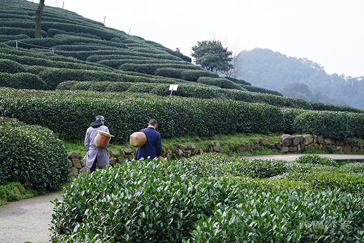 2021明前狮峰特级龙井 | 狮峰山核心茶园,荣获狮峰杯的金奖龙井,葛龙