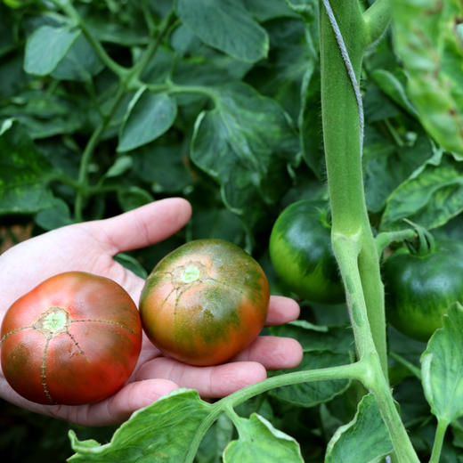 会员选菜大番茄嘎啦500g