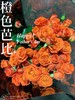 多头玫瑰·橙色芭芘 商品缩略图0
