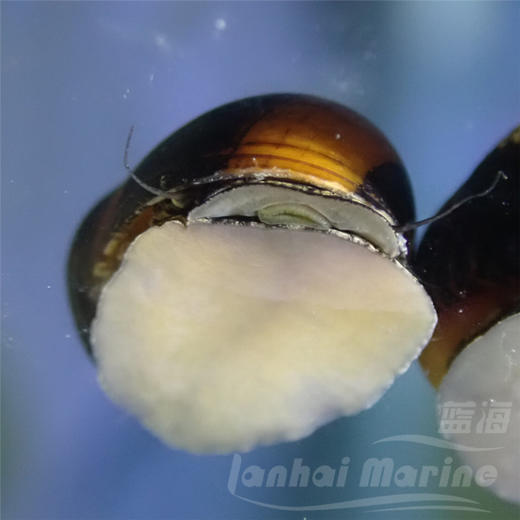 五彩霆螺 商品图4