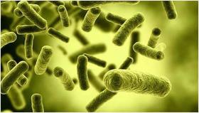  宝宝湿疹救星：进口菌株鼠李糖乳杆菌HN001 