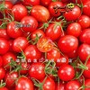 🛵沙地 千禧果高糖喜柿🍅爆浆小番茄 1kg 商品缩略图5