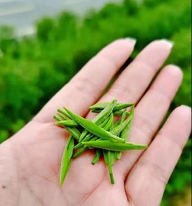  荆选春茶 |春回大地，踏青品茗，大别茶访欢迎您！ 