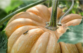  南瓜籽：有你不知道的秘密 