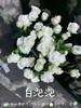 多头玫瑰·白泡泡 商品缩略图1