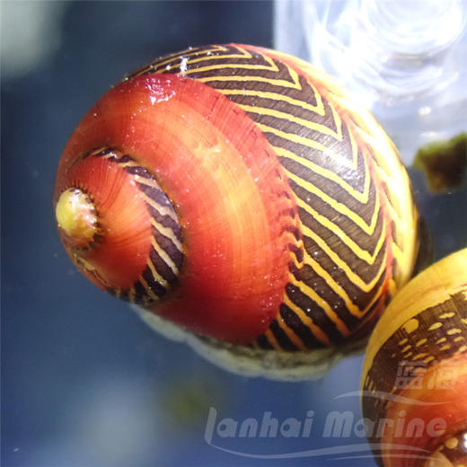 五彩霆螺 商品图2