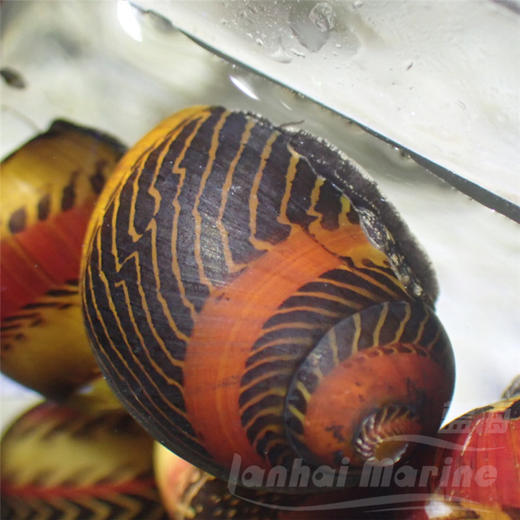五彩霆螺 商品图3