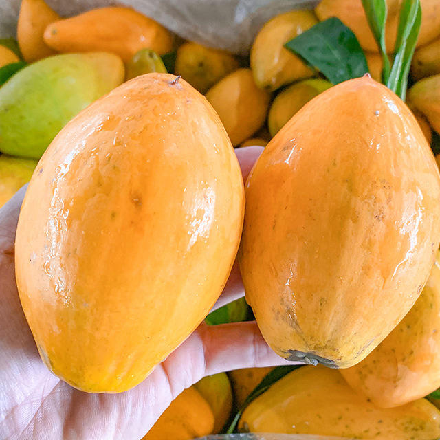 【广西蛋黄果】蛋黄果3/5斤装 新鲜鸡蛋果 香甜热带特产当季热带水果