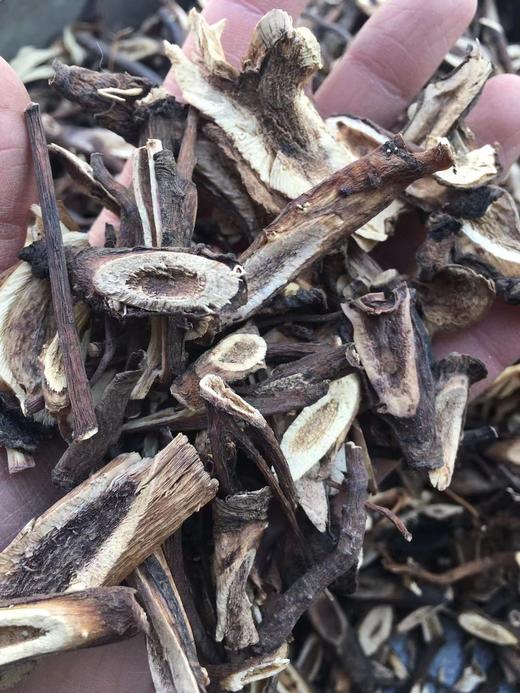 狗屎兰花 商品图4