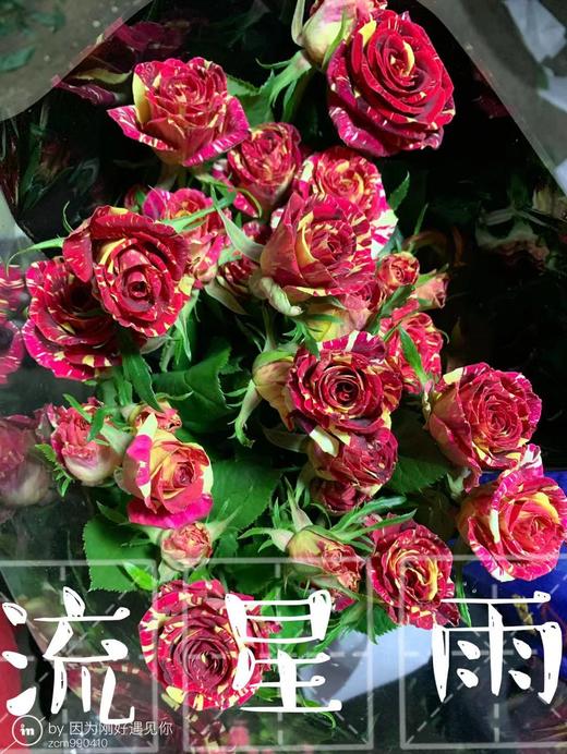 多头玫瑰·流星雨 商品图0