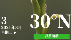 每日春茶小问答第一期