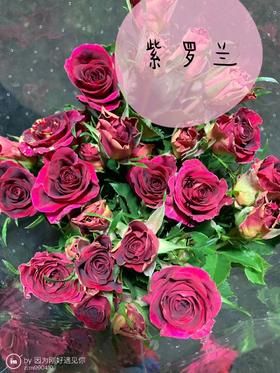 多头玫瑰·紫罗兰