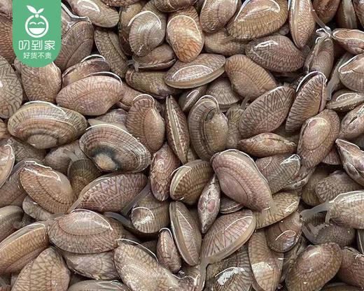 【叼鲜】鲜活油蛤/1份（约500g，约80-90个） 商品图4
