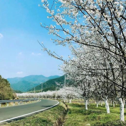 【周边】3.28相约曹娥江畔的最美樱花谷，沐浴十里春风（苏州出发1天活动） 商品图1