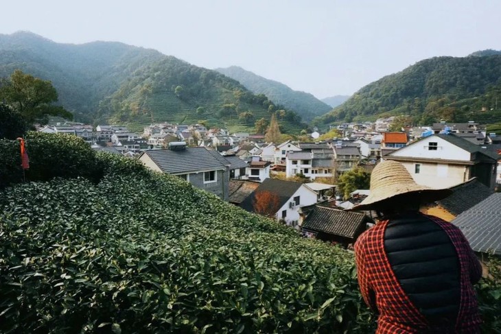 春天的儀式感2022年西湖龍井新茶限時上新一級產區梅家塢