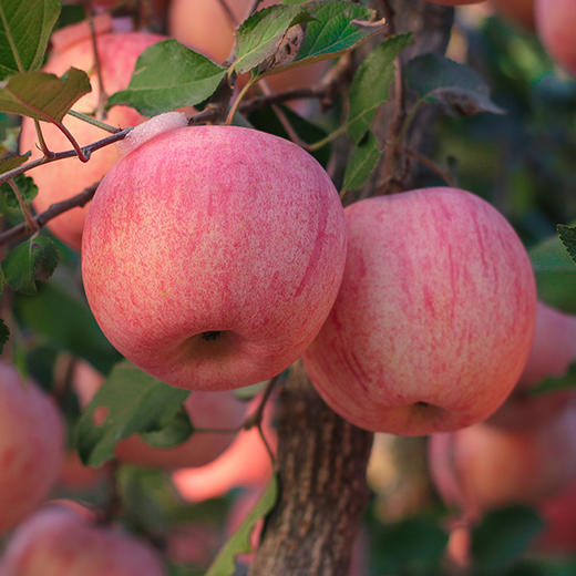 【 脆甜多汁】陕西洛川红富士苹果来自苹果之乡  果香浓郁  甜蜜多汁  果肉脆嫩  果皮洁净  色泽鲜艳 商品图3