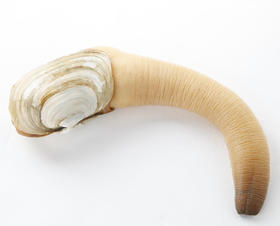 【海鲜】鲜活象拔蚌大（每只约1.6斤）