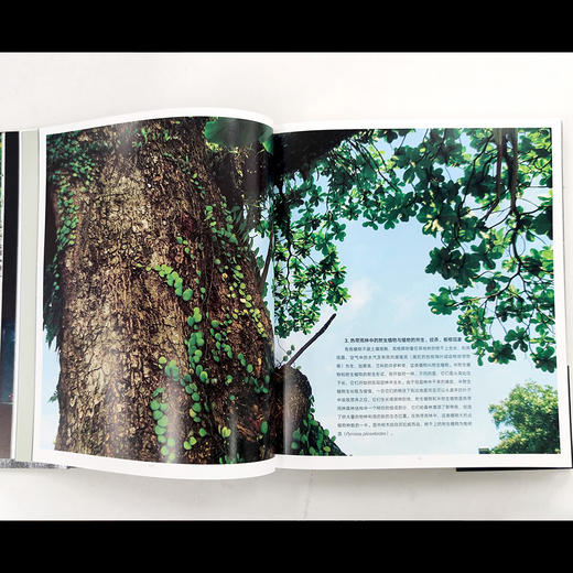热带雨林景观设计：会呼吸的艺术  王超主编 世界知名造景师 五年磨一剑 商品图3