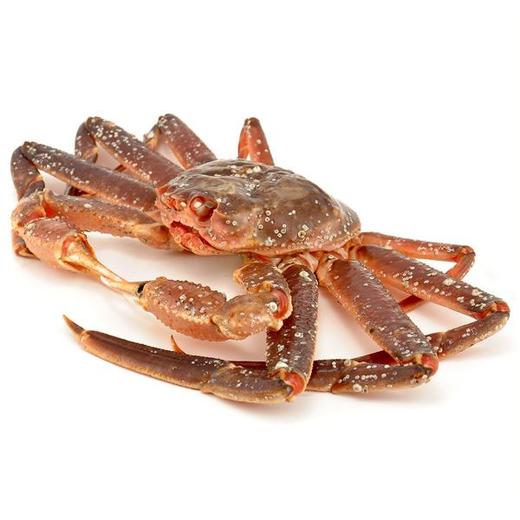 【海鲜】鲜活阿拉斯加长脚蟹（2.2-2.3斤/只） 商品图0