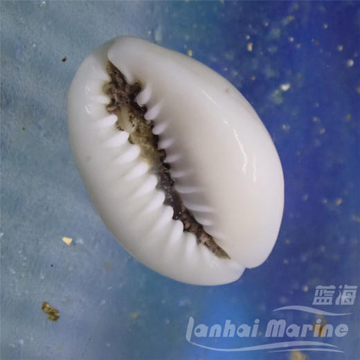 金环宝螺（吃红泥，黑毛藻） 商品图2