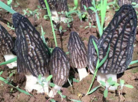 云南新鲜羊肚菌1000g