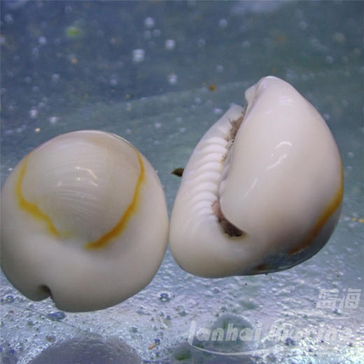 金环宝螺（吃红泥，黑毛藻） 商品图1