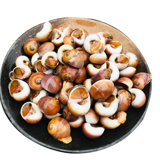 【海鲜】鲜活红螺（250g） 商品图1