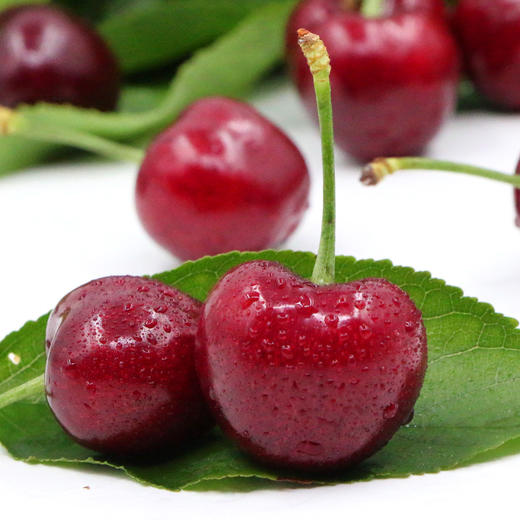 大连美早大樱桃 商品图1