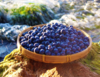 云南高原露天蓝莓 商品缩略图1