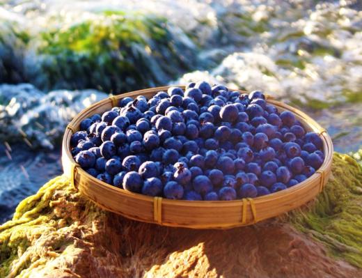 云南高原露天蓝莓 商品图1